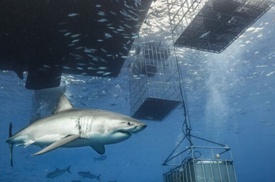Shark Cage Diving Tour