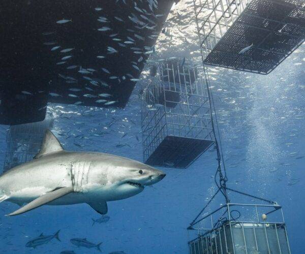 Shark Cage Diving Tour