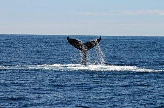 Whale Watching in Hermanus