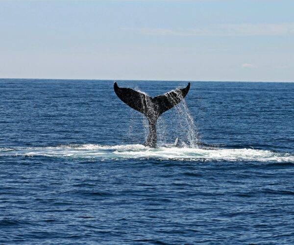 Whale Watching in Hermanus