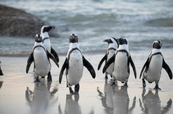 Cape Peninsula Drives