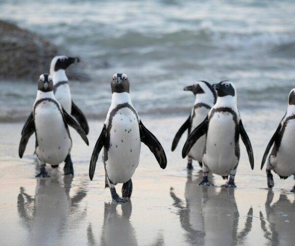 Cape Peninsula Drives