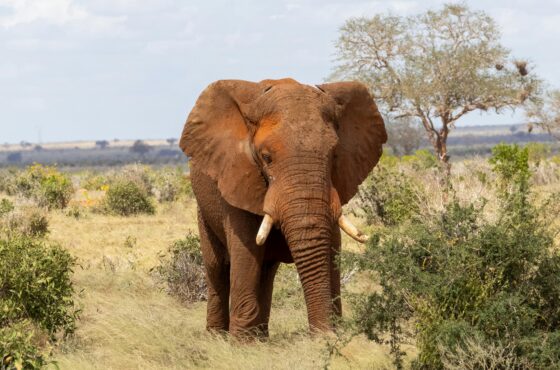 Aquila Big 5 Safari Tour
