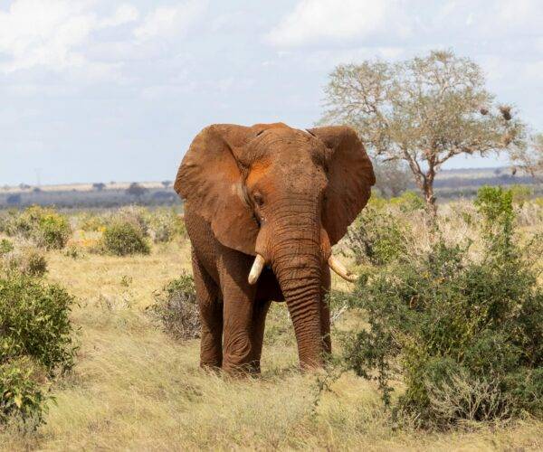 Aquila Big 5 Safari Tour